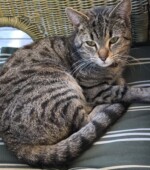 2019-04-23 Katze Svg+xml,%3Csvg%20xmlns%3D%22http%3A%2F%2Fwww.w3